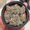 Buy Lemon Cherry Gelato Strain